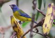 Peru machu picchu birdwatching 3 c chris bladon