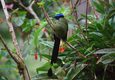 Peru machu picchu birdwatching 7 c chris bladon