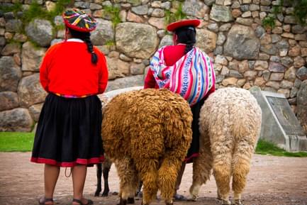 peruvians alpacas