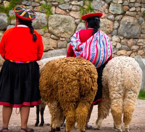 peruvians alpacas
