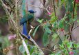 Peru machu picchu andean motmot chris bladon 2