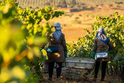 collecting the wine harvest in alentejo vineyard