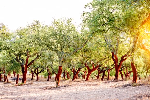 Portugal alentejo cork oaks