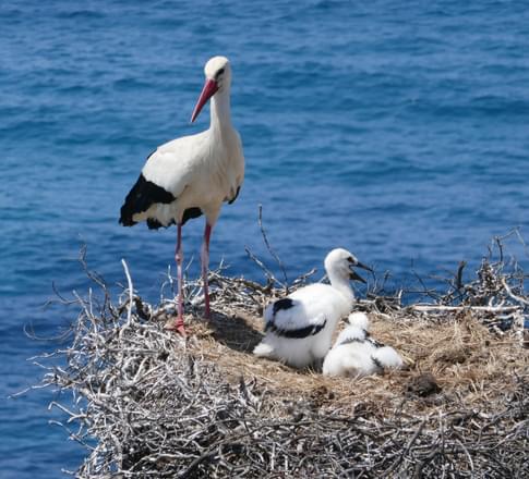 Portugal alentejo costa vicentina stork chicks pixabay