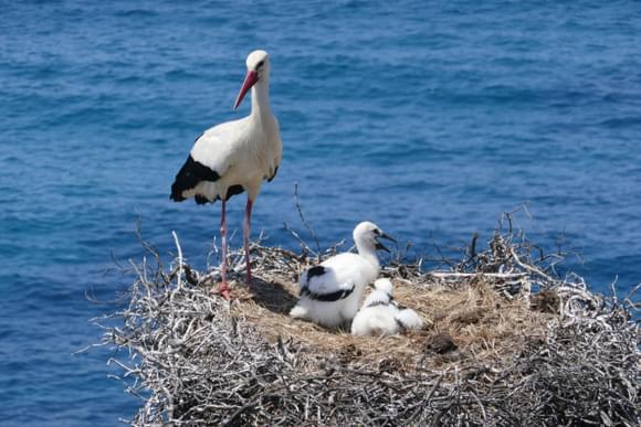 Portugal alentejo costa vicentina stork chicks pixabay