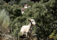 Portugal alentejo marvao galegos hike goat