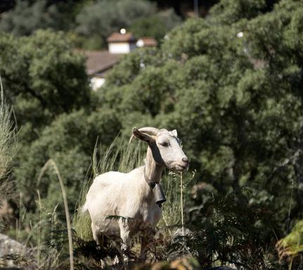 Portugal alentejo marvao galegos hike goat