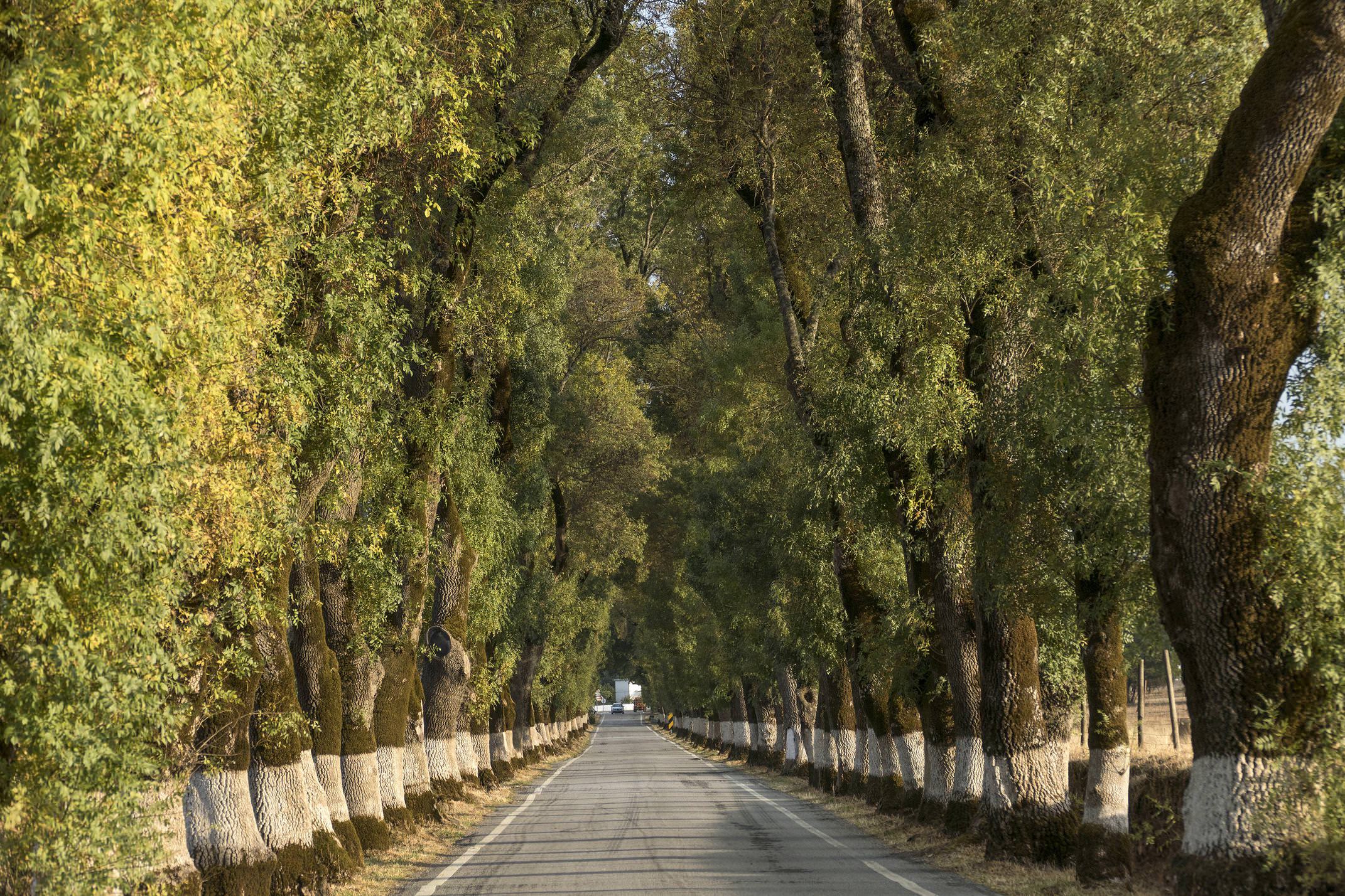 Portugal alentejo marvao road