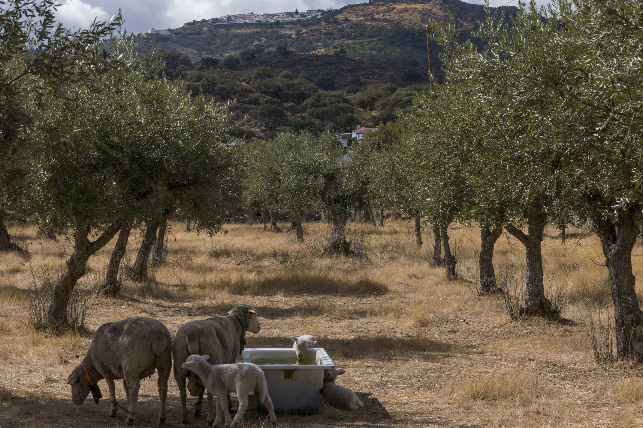 Portugal alentejo marvao sheep