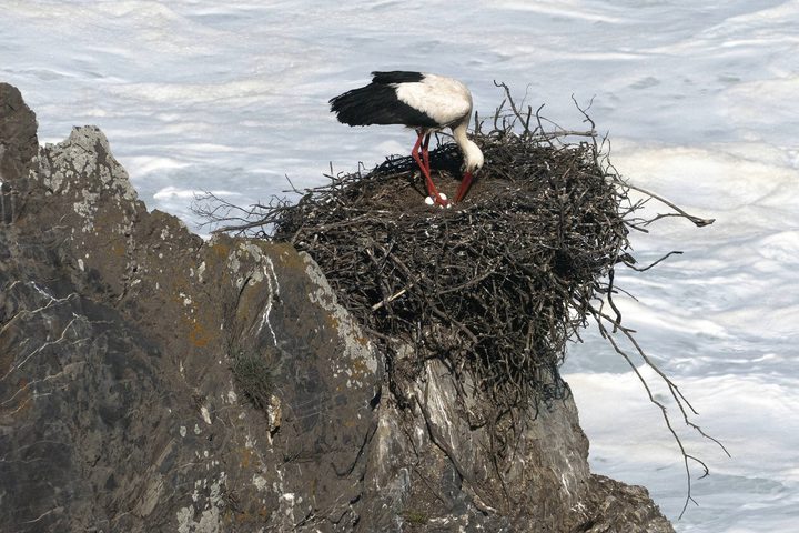 Portugal alentejo vicentina sardao storks 8