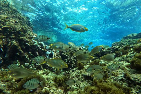 snorkelling in faial