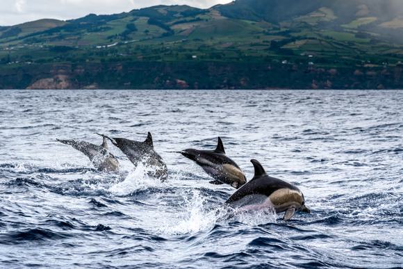 dolphins in sea at sao miguel island