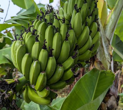 Portugal azores faial quinta da meia eira mobile chris bladon pura aventura7