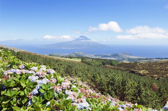 views across hydrangeas from faial to pico