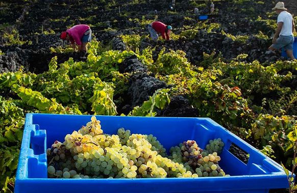 Portugal azores pico c azores wine company hotel 4
