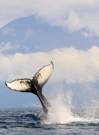 Portugal azores pico c espaco talassa whale watching 6