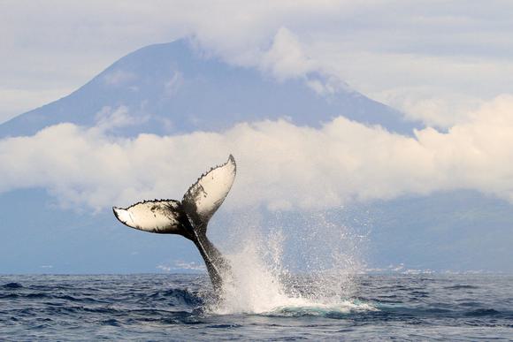 whale breaching below pico volcano in the azores