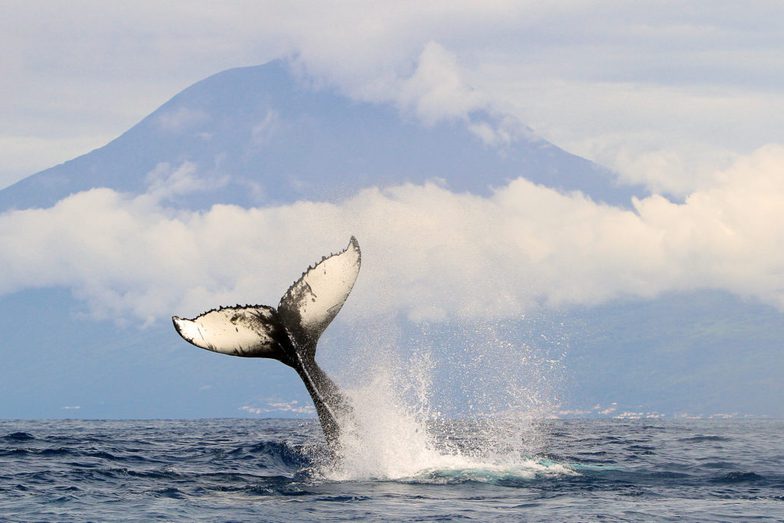 Portugal azores pico c espaco talassa whale watching 6