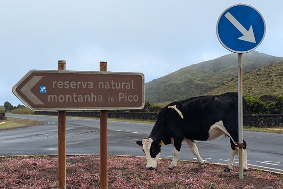 cow on rounabout in pico highlands
