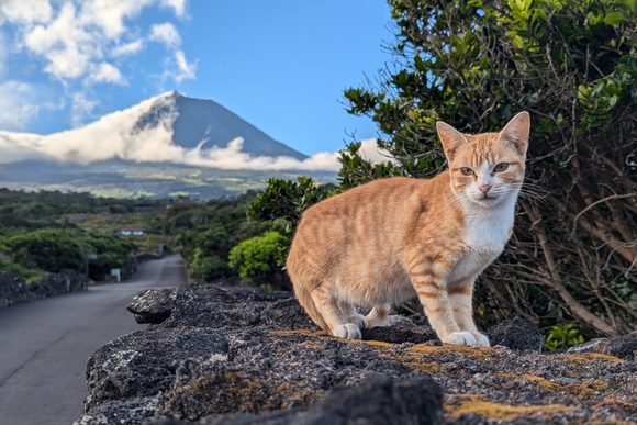 cat posing in front of pico volcano