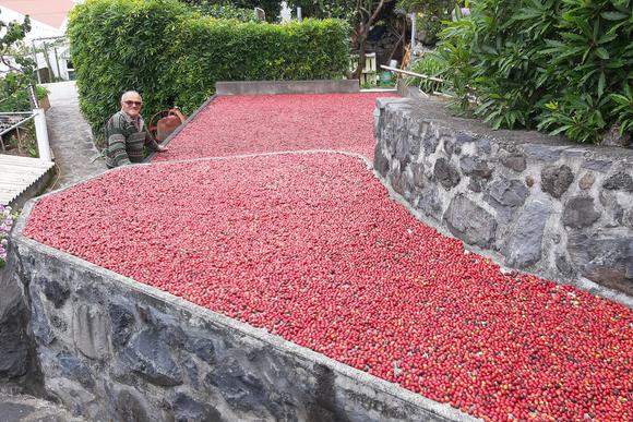 coffee beans and man sao jorge azores