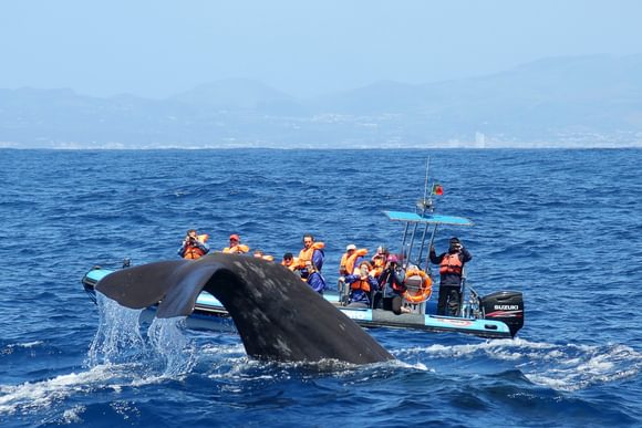 whale watching azores