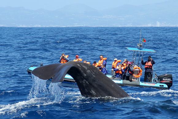 azores whale watching