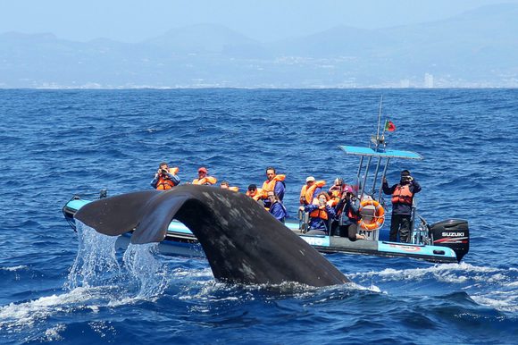 whale watching azores