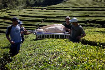 Portugal c visit azores Harvest of Gorreana Tea 1