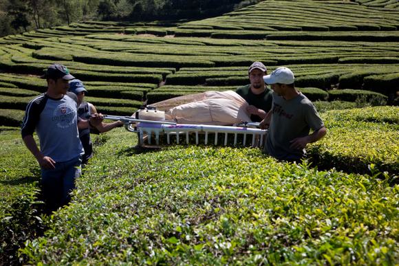 tea harvesting on sao miguel