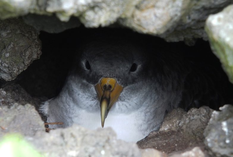 Portugal c visit azores cagarro shearwater