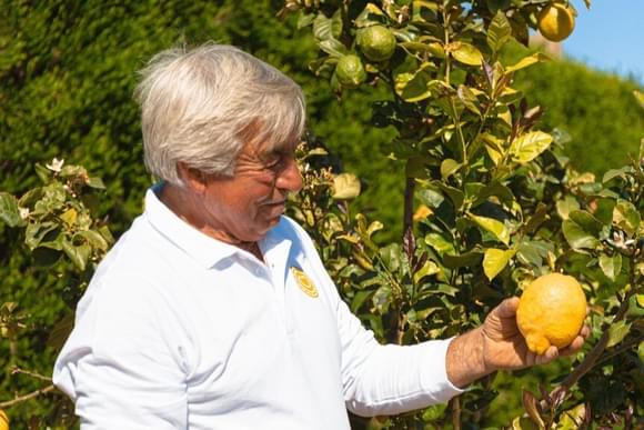 picking lemons on costa vicentina