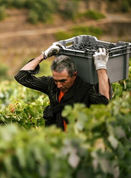 Portugal douro c quinta da corte 1