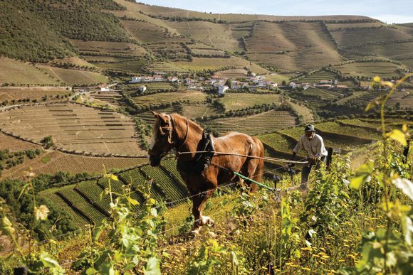 man and horse in douro valley