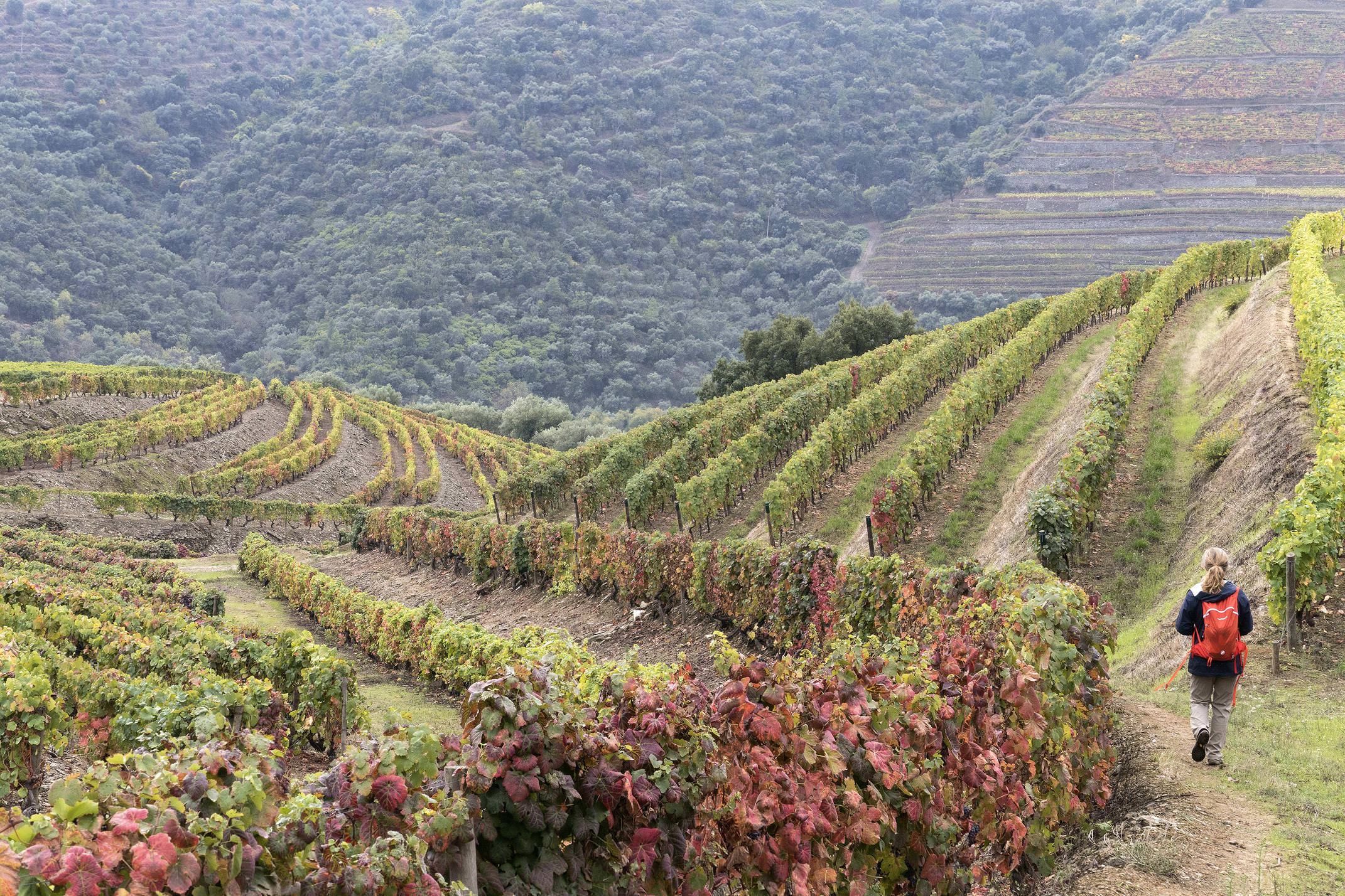 Portugal douro loivos pinhao hike five