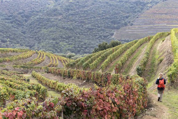 hiking between vineyards in douro valley
