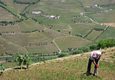 Portugal douro poços paulo farm worker c diego pura