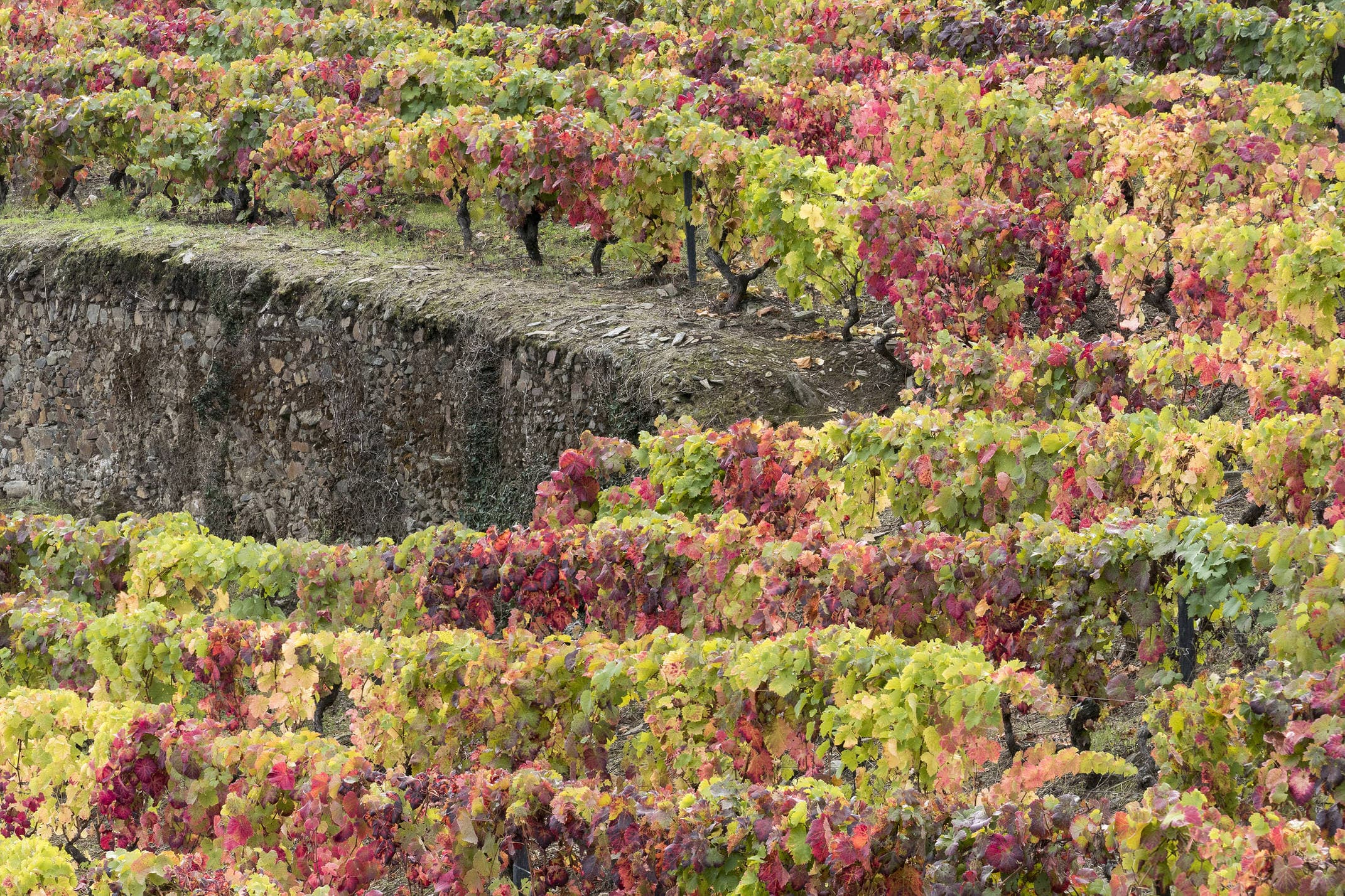 Portugal douro vineyards fall colours terrace