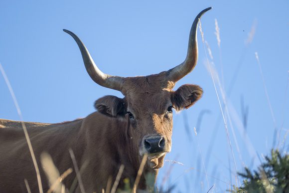 native cattle peneda-geres national park
