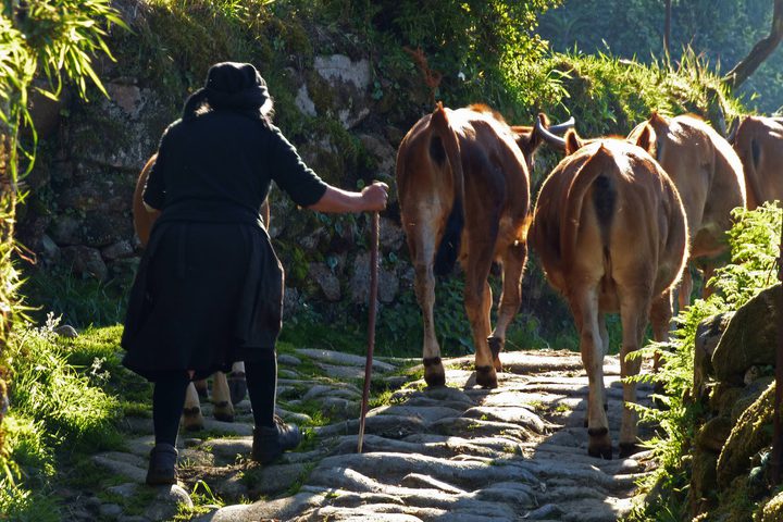 Portugal peneda hiking sistelo padrao farmer cows c diego