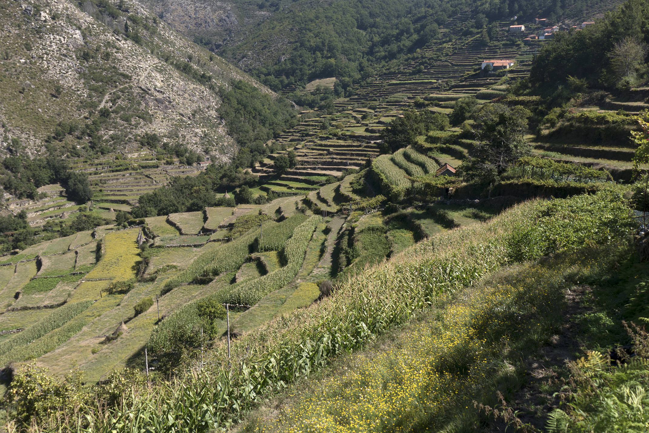 Portugal minho sistelo terraces 3 c diego pura