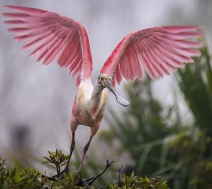 Roseate spoonbill env sto