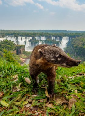 South american coati by th iguacu falls in brazil 2024 10 17 09 36 36 utc 1