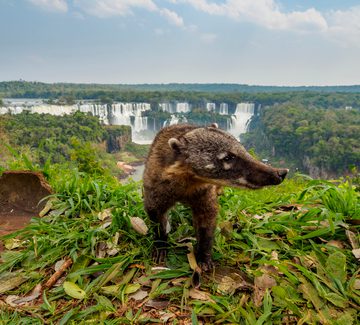 a coati in front of the iguazu falls