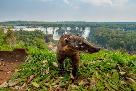 a coati in front of the iguazu falls