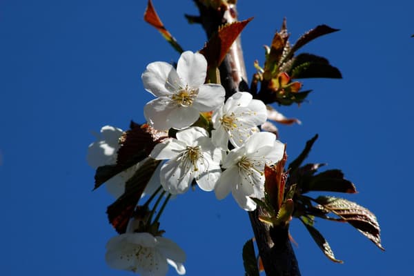 Spain andalucia almond blosssom