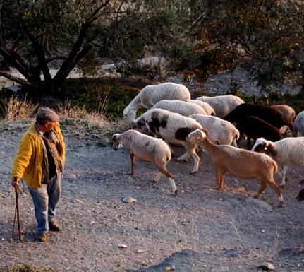 Spain andalucia alpujarras mairena shepherd