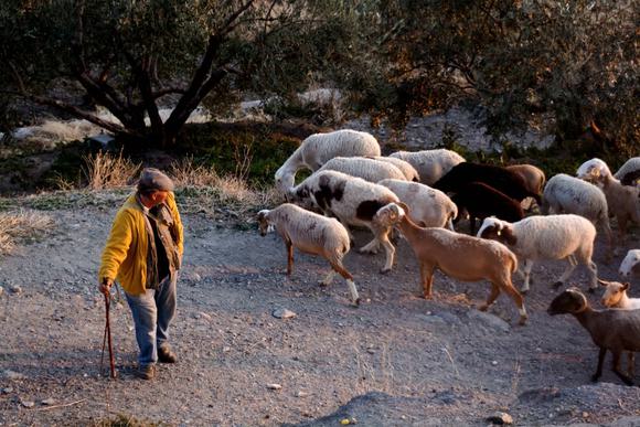 shepherd with flock in alpujarra