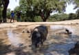 Spain andalucia aracena hills bathing pigs at jamones eiriz
