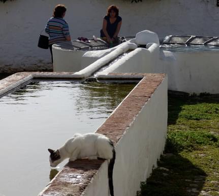 Spain andalucia aracena hills cat drinking ladies washing in linares